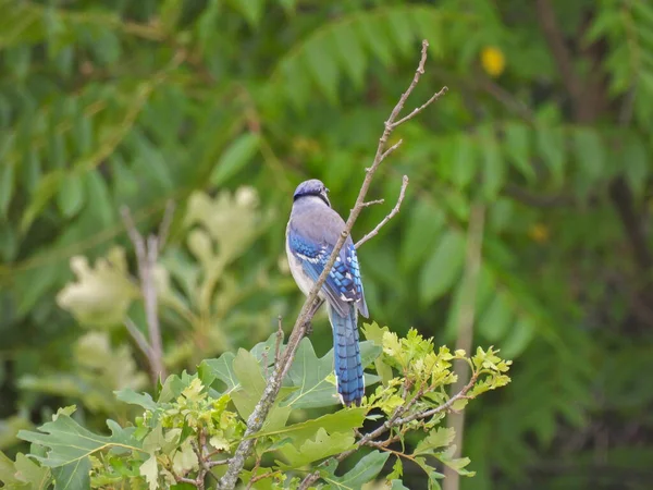 Блюджей Пташка Сидить Дубовому Гілці Озираючись Убік Блакитним Пір Проти — стокове фото