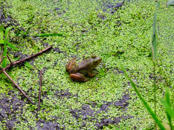 Bullfrog Sits Muddy Pond Bank Ccovered Duckweed Petals Summer Day — стоковое фото