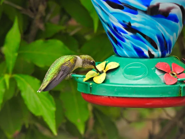 Ruby Throated Hummingbird Perched Nectar Bird Feeder Series Bird Taking — Stock Photo, Image