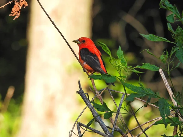 红斑斑鸟在树枝上 红斑斑鸟栖息在绿叶环绕的树枝上 后背有树干 — 图库照片