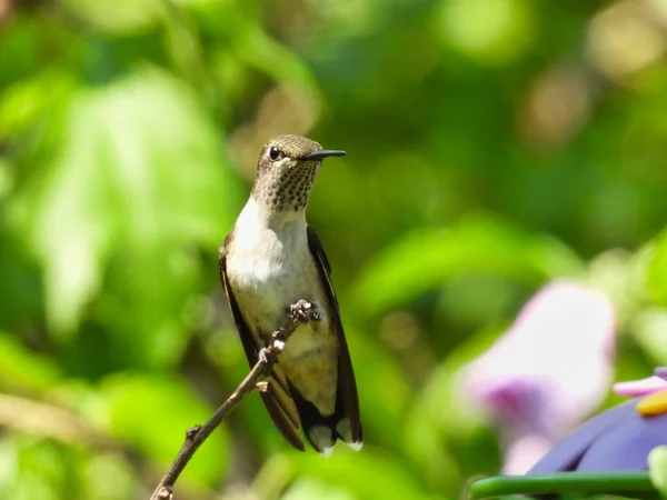 Jovem Hummingbird Garganta Rubi Masculino Como Penas Garganta Vermelha Começam — Fotografia de Stock