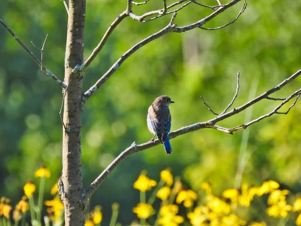 Schattige Jonge Oosterse Bluebird Mannelijke Vogel Een Jonge Boom Zoek — Stockfoto