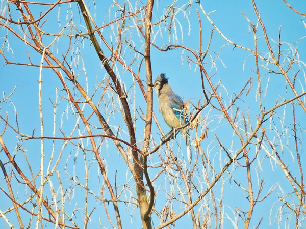 Bluejay Bird Perché Dans Cerisier Blue Jay Montrant Des Plumes — Photo