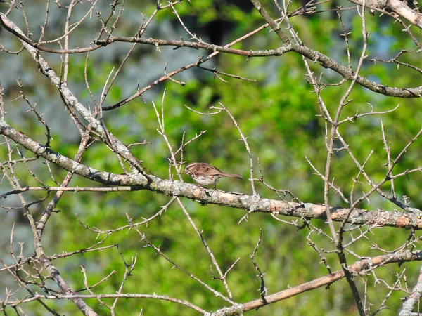 Song Sparrow, Arkaplanda Yeşil Orman ve Full Sun 'da Çıplak Ağaç Dalında Oturuyor
