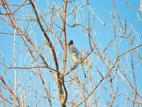 Blaukehlchen Vogel Sitzt Einem Kirschbaum Und Zeigt Kopfbedeckung Und Blaue — Stockfoto