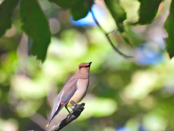 Oiseau Épilateur Cèdre Perché Extrémité Branche Arbre Levant Les Yeux — Photo