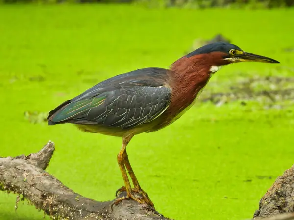 Grünreiher Vogel Steht Auf Baumstamm Über Algenbedecktem Teich Und Jagt — Stockfoto