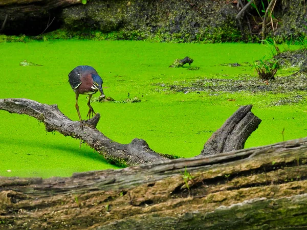 Garça Galho Árvore Pássaro Garça Verde Caminha Com Peixe Sua — Fotografia de Stock