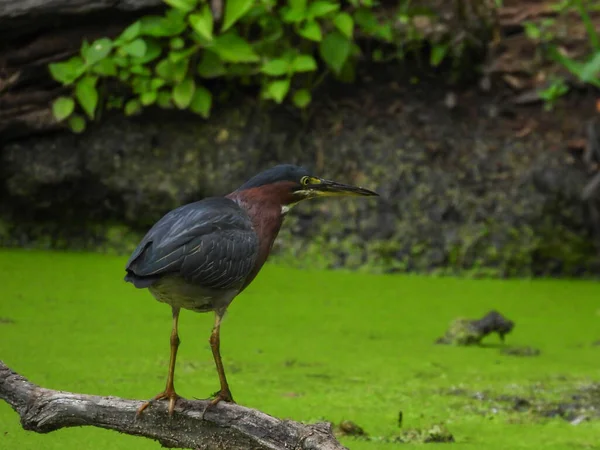 Grünreiher Vogel Steht Auf Abgestorbenem Ast Über Algenteich Auf Der — Stockfoto