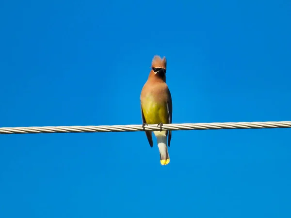 Pássaro Depilação Cedro Empoleirado Fio Elétrico Voltado Para Frente Belo — Fotografia de Stock