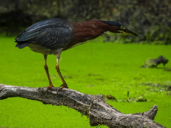 Pássaro Garça Verde Com Pescoço Estendido Caçando Peixes Lagoa Algas — Fotografia de Stock