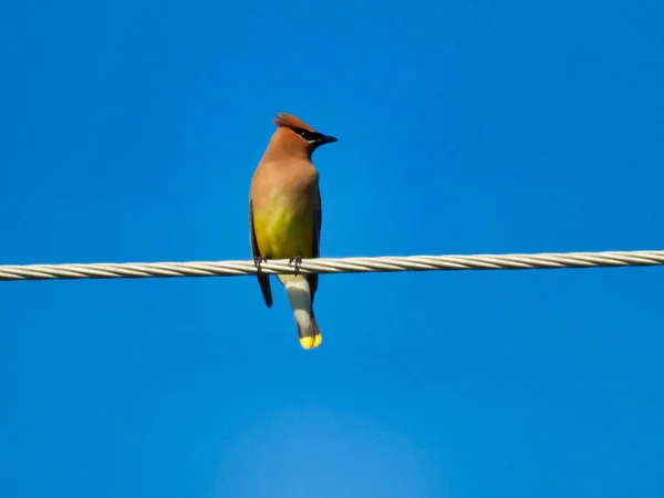 Pássaro Depilação Cedro Empoleirado Fio Elétrico Com Cabeça Virada Para — Fotografia de Stock