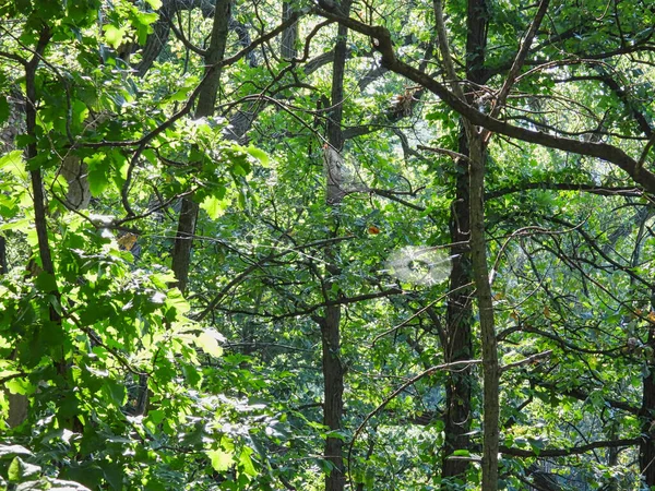 Τρεις Spider Webs Ένα Τοπίο Δάσος Θέα Νωρίς Πρωί Φως — Φωτογραφία Αρχείου