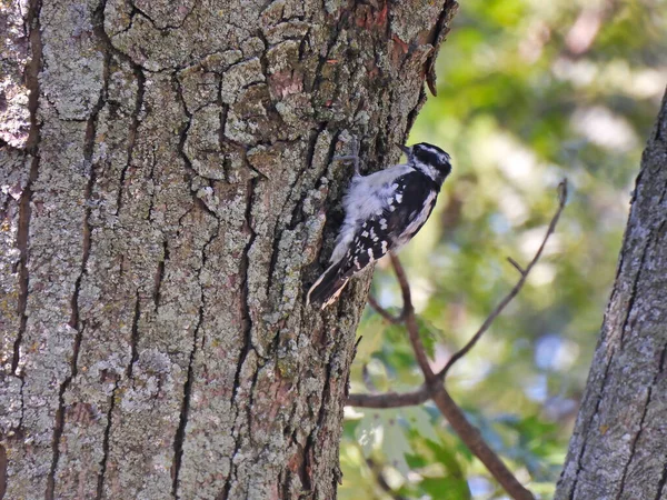 森の中の昆虫のためのくちばしで樹皮を検査する木の幹をスケーリングするダウンウッドペッカー鳥 — ストック写真