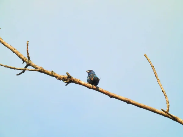 Bruant Indigo Perché Sur Une Branche Arbre Solitaire Par Une — Photo