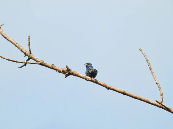 Indigo Bunting Bird Con Vibrantes Plumas Azul Oscuro Alza Rama — Foto de Stock