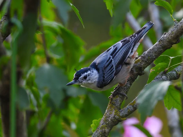 Balanceamento Pássaros Nuthatch Azul Branco Breasted Árvore Branch Frente Para — Fotografia de Stock