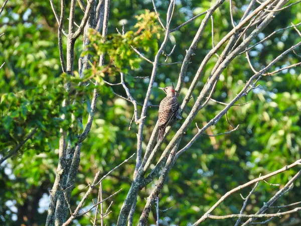 Northern Flicker Woodpecker Bird Bare Branches Green Leaves Background Male — стокове фото