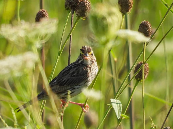 Savannah Sparrow Bird Equilibrio Entre Dos Tallo Flor Silvestre Con —  Fotos de Stock