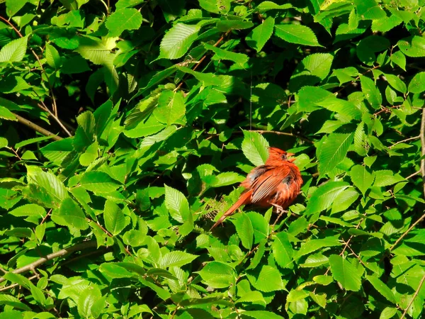 Pássaro Cardeal Norte Pássaro Vermelho Empoleirado Uma Árvore Entre Folhas — Fotografia de Stock