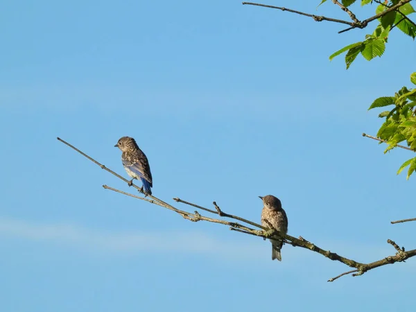 Dois Jovens Bluebirds Orientais Masculinos Ramo Árvore Olhando Para Outro — Fotografia de Stock