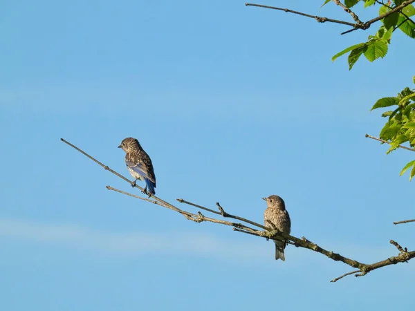 Dois Jovens Bluebirds Orientais Masculinos Empoleirados Ramo Árvore Com Céu — Fotografia de Stock