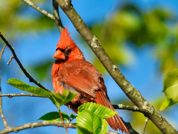 Kuzey Kardinali Kırmızı Kuş Ağaca Karşı Tüylü Profil Görünümlü Başı — Stok fotoğraf