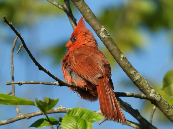 Czerwony Północny Kardynał Bird Siched Tree Branch Zbliżenie Makro Pokazywanie — Zdjęcie stockowe