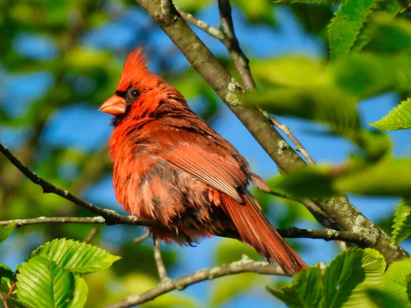 Cardeal Norte Red Bird Enfrentando Lados Com Cabeça Pena Crest — Fotografia de Stock