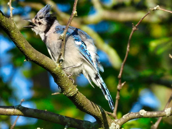 Blue Feathers Head Crest Wings While Perched Tree Branch Bright — стокове фото