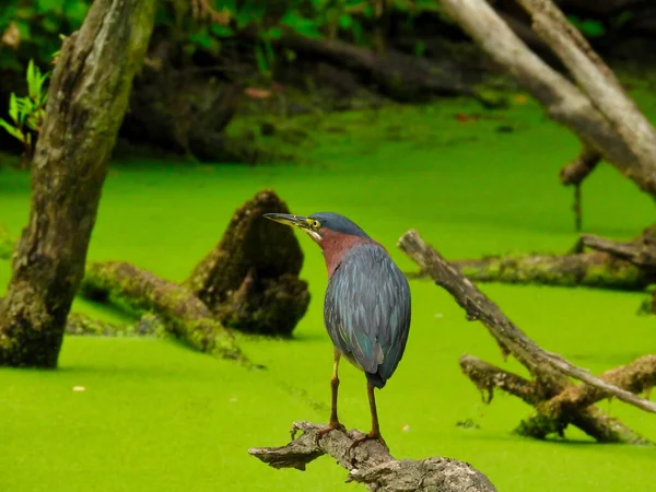 Garça Galho Árvore Pássaro Garça Verde Empoleirado Final Galho Caça — Fotografia de Stock