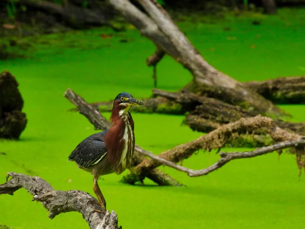 Garça Galho Árvore Pássaro Garça Verde Estende Pescoço Enquanto Engole — Fotografia de Stock