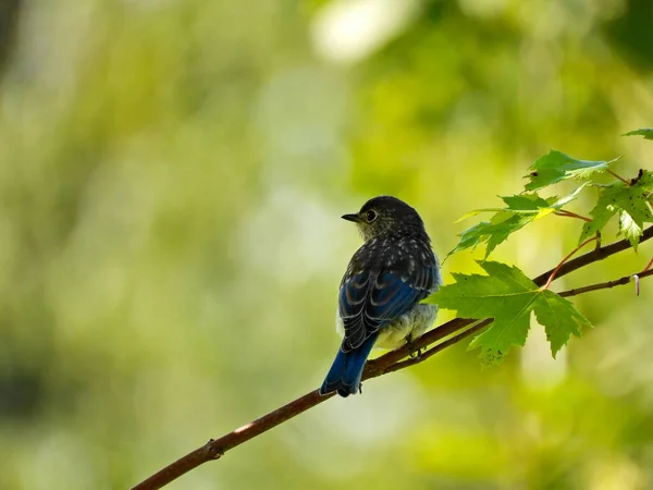 Young Male Eastern Bluebird Bird Sits Lone Tree Branch Next — Stock Photo, Image