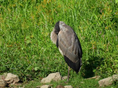 Büyük mavi balıkçıl kuşu sıcak bir yaz ve güneşli bir günde başı göğsünde ve kanatlarında saklanan bir gölün kıyısında kendini tımar ediyor.