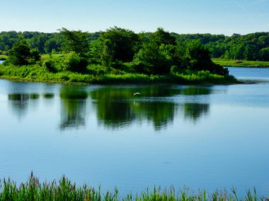 Büyük Akbalıkçılkuşu, güzel bir yaz gününde, sulara yansıyan yeşil ağaçlarla gölün üzerinden adaya doğru uçar.