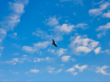 Mavi Gök ve Az Bulutlu Bir Yaz Gününde Akbaba Tam Kanatlı Uçuyor