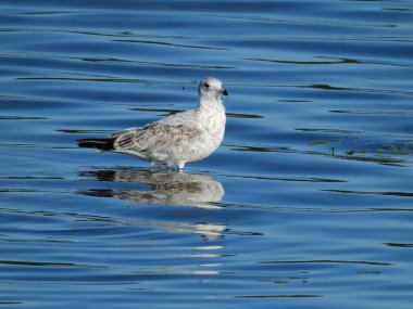 Yüzük gagalı martı kuşu Mavi Göl 'ün sığ sularında duruyor Kuşu geçerken dalgalanırken