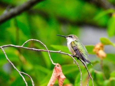 Yakut boğazlı sinekkuşu Dar Ağaç dalına tünemiş Ölü Yaprak Akan Tüylerini gösteriyor