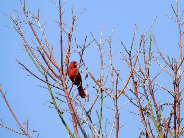 Parlak Kızıl Kuzey Kardinal Kuş Mavi Gökyüzü ile Çıplak Ağaç Dalında