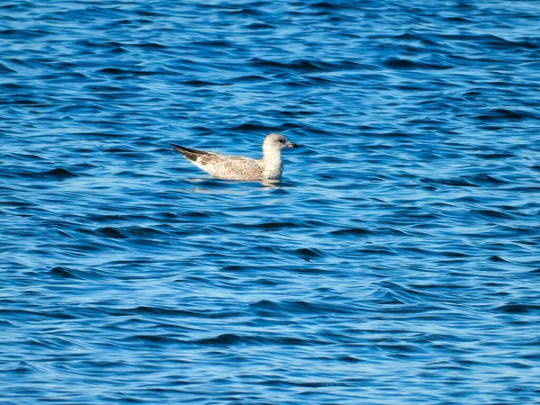 Vue Profil Goéland Bec Cerclé Nageant Dans Petites Vagues Eau — Photo