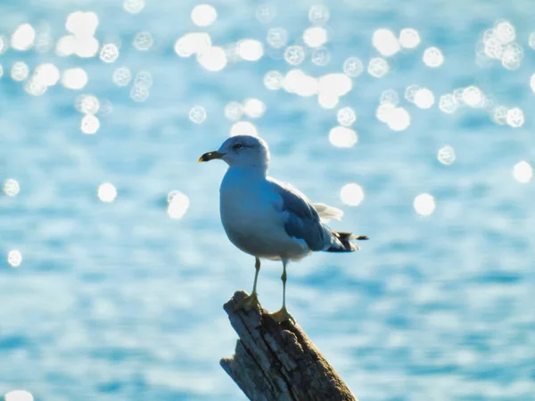 Ring Billed Gull Seagull Bird Perched Branch Lake Glistening Background — Stock Photo, Image