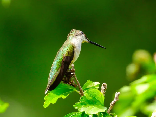 Rubinfarbener Kolibri Hockt Mit Zur Seite Geneigtem Kopf Auf Einem — Stockfoto