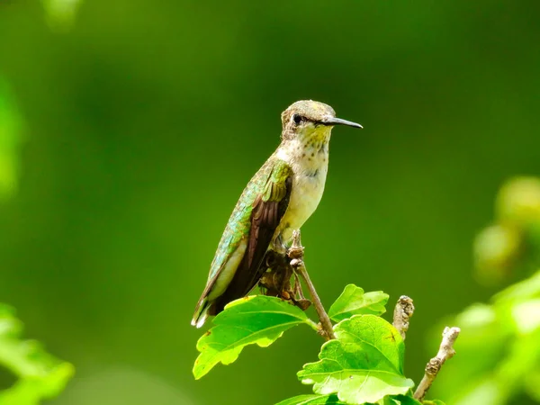 Colibrí Joven Con Garganta Rubí Encaramado Final Rama Con Unas — Foto de Stock