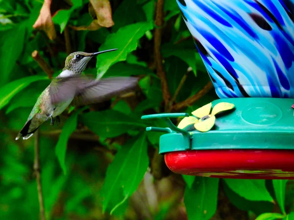 Colibrí Con Garganta Rubí Vuela Hacia Alimentador Aves Néctar Una — Foto de Stock