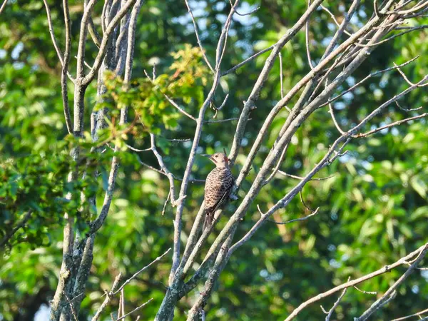 Northern Flicker Woodpecker Bird Bare Branches Green Leaves Background Male — стокове фото