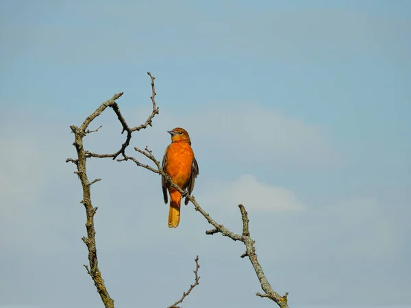Baltimore Oriole Pták Posazený Vysoko Vrcholu Stromu Jasně Modrou Oblohou — Stock fotografie
