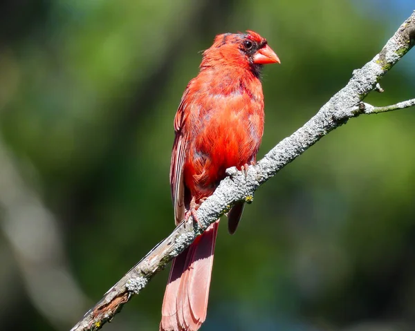 Molting Masculino Cardeal Pássaro Norte Vermelho Brilhante Com Cabeça Negra — Fotografia de Stock