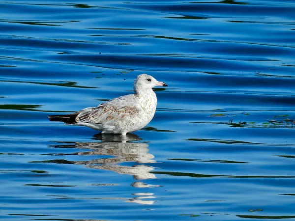 Pájaro Gaviota Pico Anular Para Aguas Poco Profundas Lago Azul —  Fotos de Stock