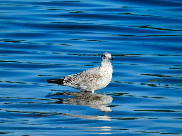 Pássaro Gaivota Anelado Está Águas Rasas Lago Virado Para Frente — Fotografia de Stock