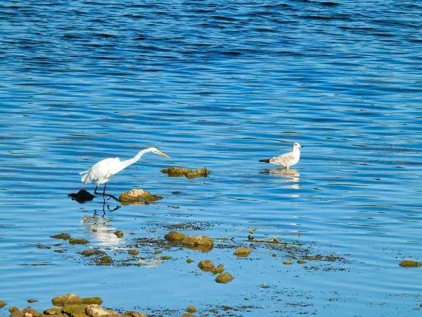 Grande Egret Ring Billed Gull Birds Stand Água Lago Raso — Fotografia de Stock